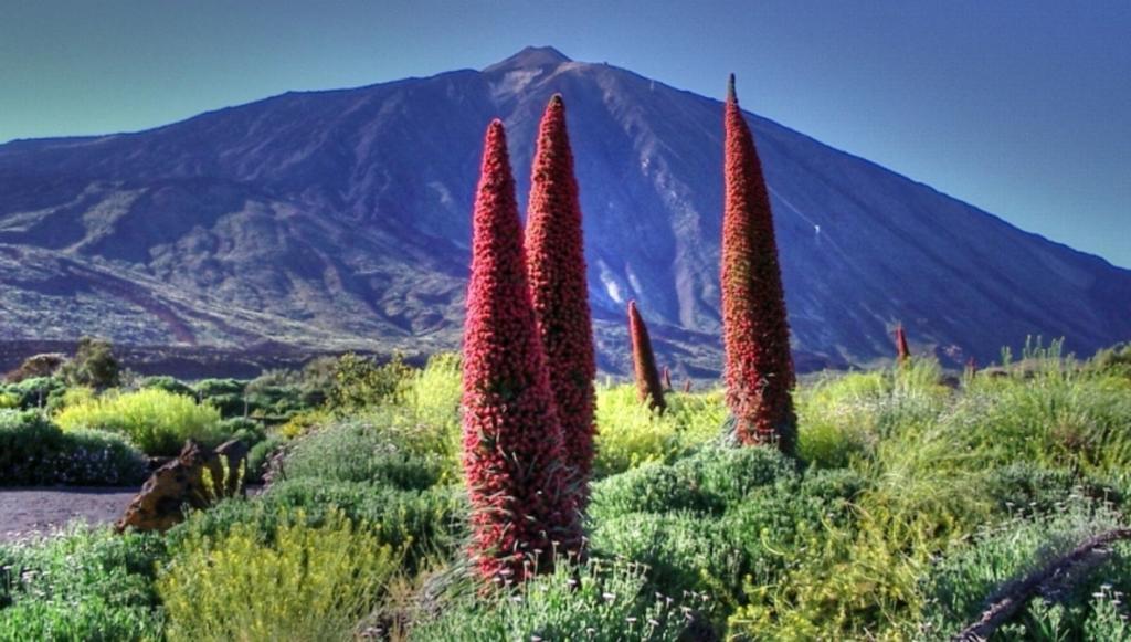 Marody Tenerife House El Médano Eksteriør bilde